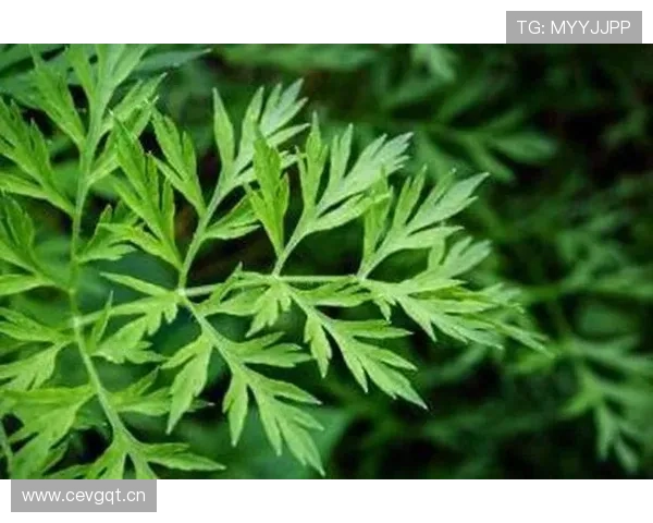 博鱼体育平台优惠活动促销方案及参与技巧分享